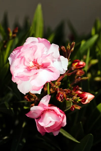 Nerium Oleander Double Rose Pink Note Shallow Depth Field — Stock Photo, Image