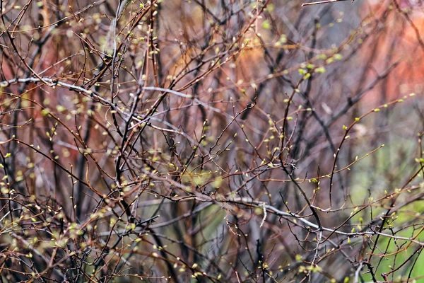 Scheuten Knoppen Het Begin Van Lente Noot Ondiepe Scherptediepte — Stockfoto