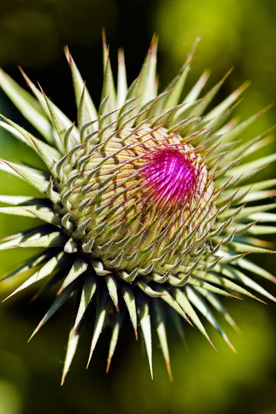 Колючие Растения Лепестками Роз Фокусе Обратите Внимание Небольшую Глубину Резкости — стоковое фото