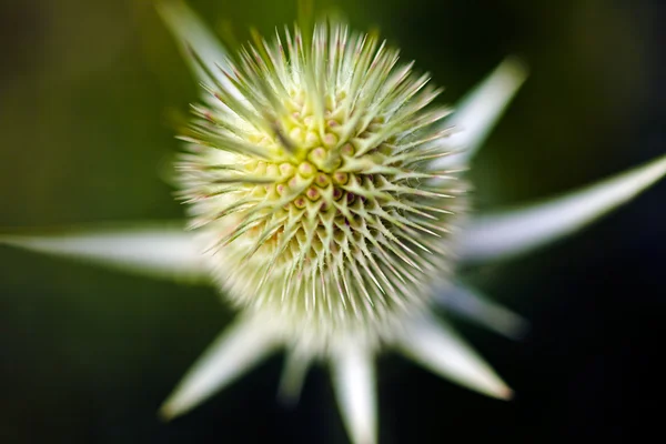 Botão Flor Pontiaguda Foco Observe Profundidade Rasa Campo — Fotografia de Stock