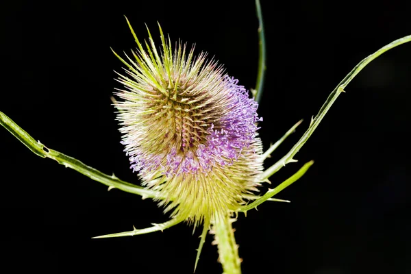 Фиолетовое Колючее Растение Фокусе Темном Фоне Обратите Внимание Мелкую Глубину — стоковое фото