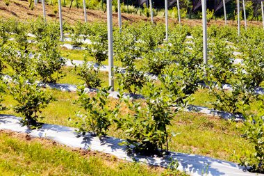 Sırt destekli yabanmersini tarlaları, sığ alan derinliğine dikkat edin.