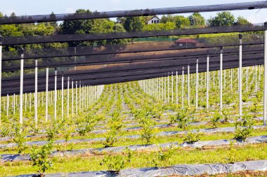Sırt destekli yabanmersini tarlaları, sığ alan derinliğine dikkat edin.