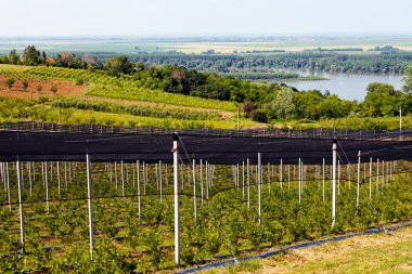 Sırt destekli yabanmersini tarlaları, sığ alan derinliğine dikkat edin.
