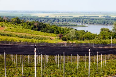 Sırt destekli yabanmersini tarlaları, sığ alan derinliğine dikkat edin.
