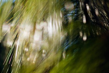 Bulanık arkaplan için beyaz çamların soyut dalları