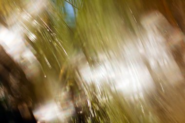 Bulanık arkaplan için beyaz çamların soyut dalları