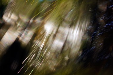 Bulanık arkaplan için beyaz çamların soyut dalları