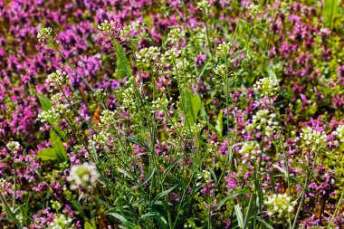 Not alan sığ derinliği çayırda çiçek çeşitleri