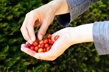 Ellerinde kırmızı ve sarı yapraklar, yüzeysel alan derinliğine dikkat edin.
