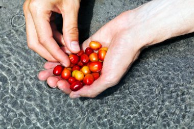 Ellerinde kırmızı ve sarı yapraklar, yüzeysel alan derinliğine dikkat edin.