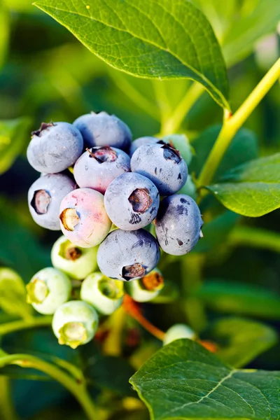 Maturation Blueberry Branch Note Shallow Depth Field — Stock Photo, Image