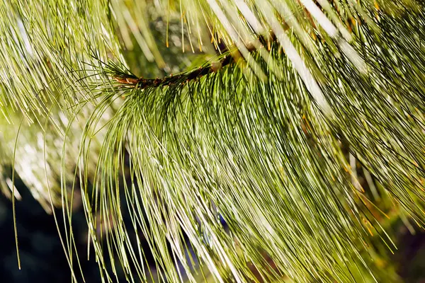Abstrakt white pine branches — Stock Photo, Image