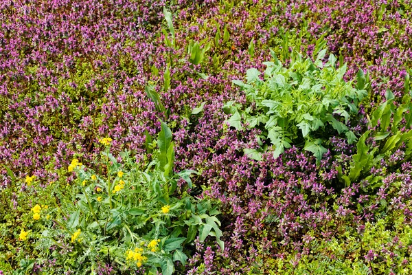 Tipos Flores Silvestres Campo Note Profundidade Rasa Campo — Fotografia de Stock