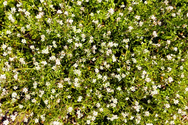 Pequenas Flores Brancas Prado Observe Profundidade Rasa Campo — Fotografia de Stock