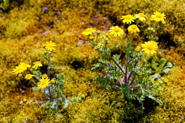 Żółte Łąki Kwiaty Złotej Trawie Uwaga Płytkiej Głębokości Pola — Zdjęcie stockowe