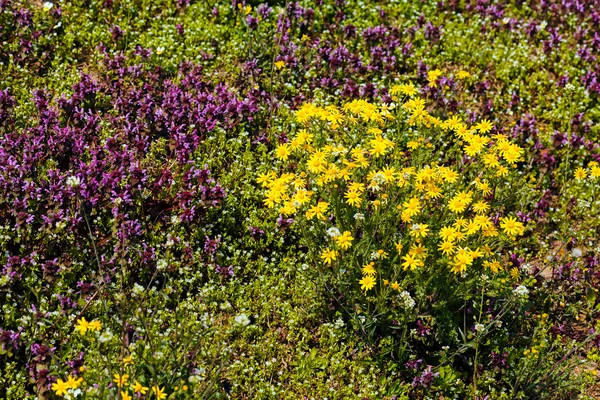 Virágok Rét Megjegyzés Sekély Mélység Ból Mező Típusú — Stock Fotó