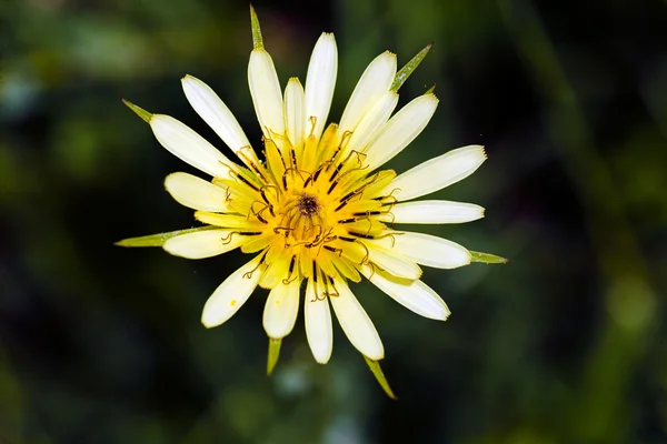 Hvid Gul Blomst Grøn Baggrund Bemærk Overfladisk Dybde Feltet - Stock-foto