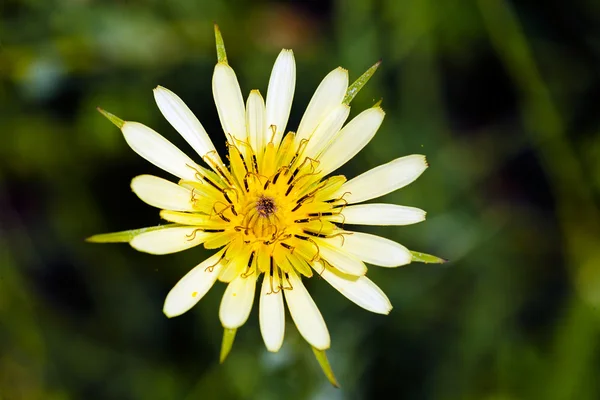 Yeşil Zemin Üzerinde Beyaz Sarı Çiçek Dikkat Edin Sığ Alan — Stok fotoğraf