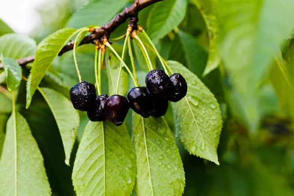 Cabang Dengan Cherrys Hitam Setelah Hujan Catatan Kedalaman Dangkal Dari — Stok Foto