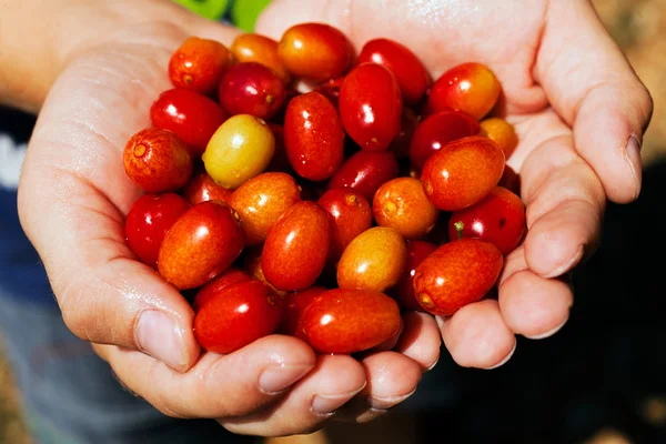 Kırmızı ve sarı yapraklar ellerinde