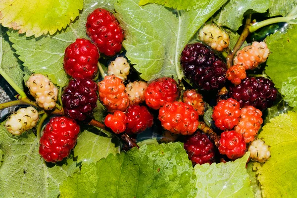 Mulberry Tree Fruit — Stock Photo, Image
