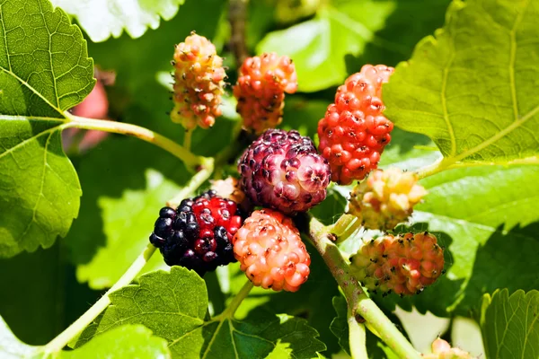 Moerbeiboom Fruit Noot Ondiepe Diepte Van Het Veld — Stockfoto