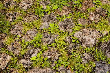 Bitkilerle dolu taş duvar