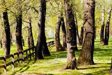 Ormandaki tahtadan çitler, sığ alan derinliğine dikkat edin.
