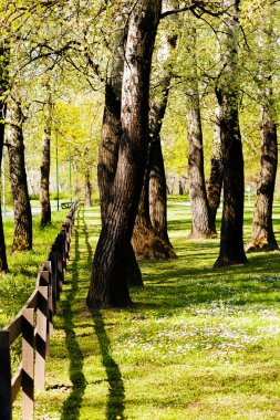 Ormandaki tahtadan çitler, sığ alan derinliğine dikkat edin.