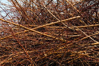 Kırık çalılıklar, dikkat edin yüzeysel alan derinliği