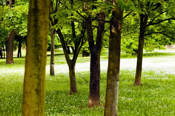 Bosque Verde Primavera Nota Poca Profundidad Campo —  Fotos de Stock