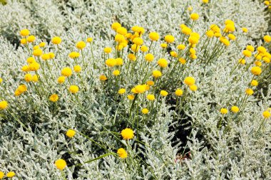 Parkta gümüş santolina