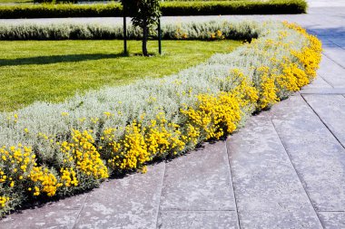 Parkta gümüş santolina