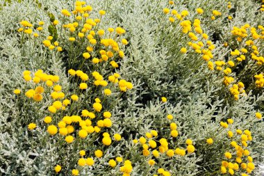 Parkta gümüş santolina