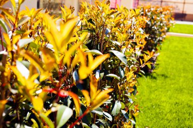 Çimlerin etrafındaki süs çitleri, yüzeysel alan derinliğine dikkat edin