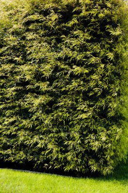 Evergreen Park, not alan sığ derinliği çitleri