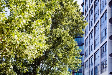 Ticari binaların önündeki ağaç, alan derinliğine dikkat edin.