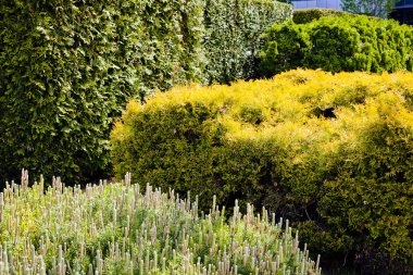 Binanın etrafındaki parkın peyzajı, sığ alan derinliğine dikkat edin