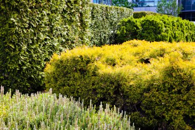 Binanın etrafındaki parkın peyzajı, sığ alan derinliğine dikkat edin