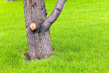 Çim ağaç gövdesi