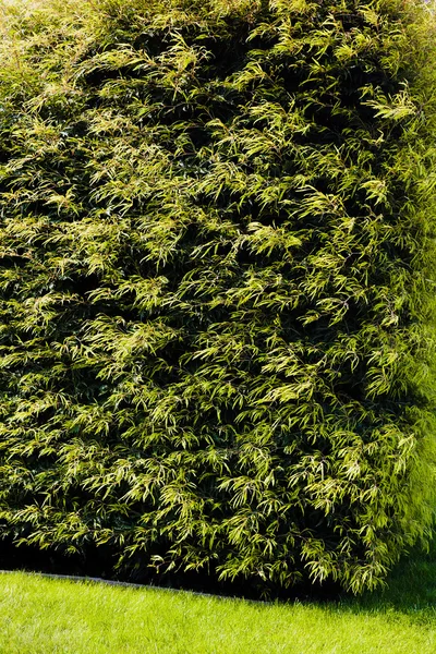 Evergreen Park, not alan sığ derinliği çitleri