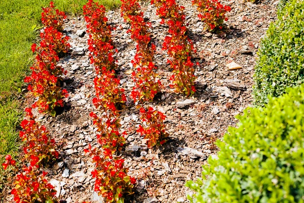 Flores Organizadas Parque Nota Poca Profundidad Campo — Foto de Stock