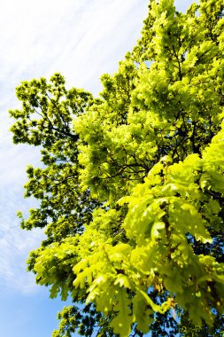 güneşli bir bahar bırakır