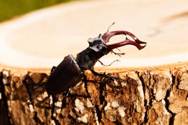 kütüğün üzerindeki tek böcek, alanın sığ tabakasına dikkat et.