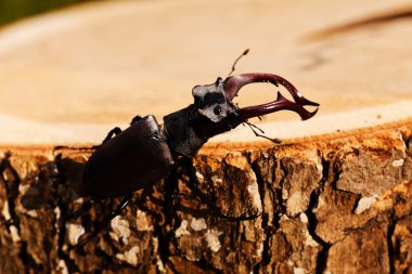 kütüğün üzerindeki tek böcek, alanın sığ tabakasına dikkat et.