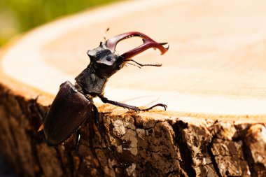 kütüğün üzerindeki tek böcek, alanın sığ tabakasına dikkat et.
