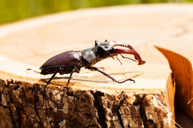 kütüğün üzerindeki tek böcek, alanın sığ tabakasına dikkat et.