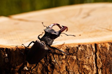 kütüğün üzerindeki tek böcek, alanın sığ tabakasına dikkat et.