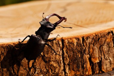 kütüğün üzerindeki tek böcek, alanın sığ tabakasına dikkat et.